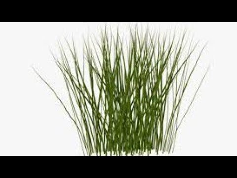 Трава на прозрачном фоне