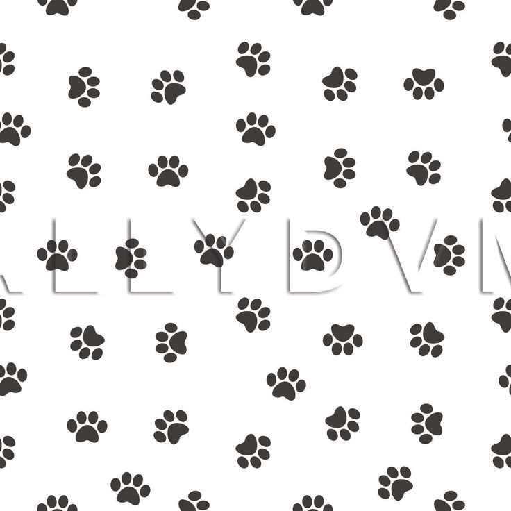 Кошачьи следы