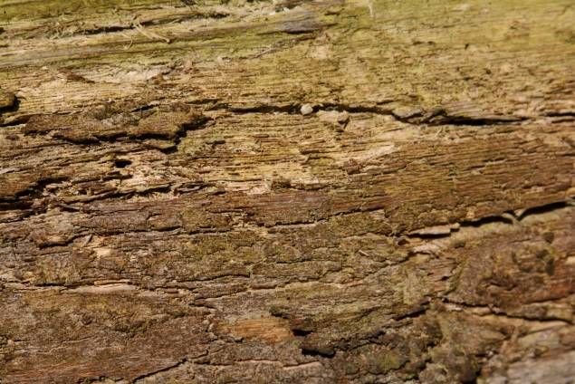 Гнилая древесина текстура