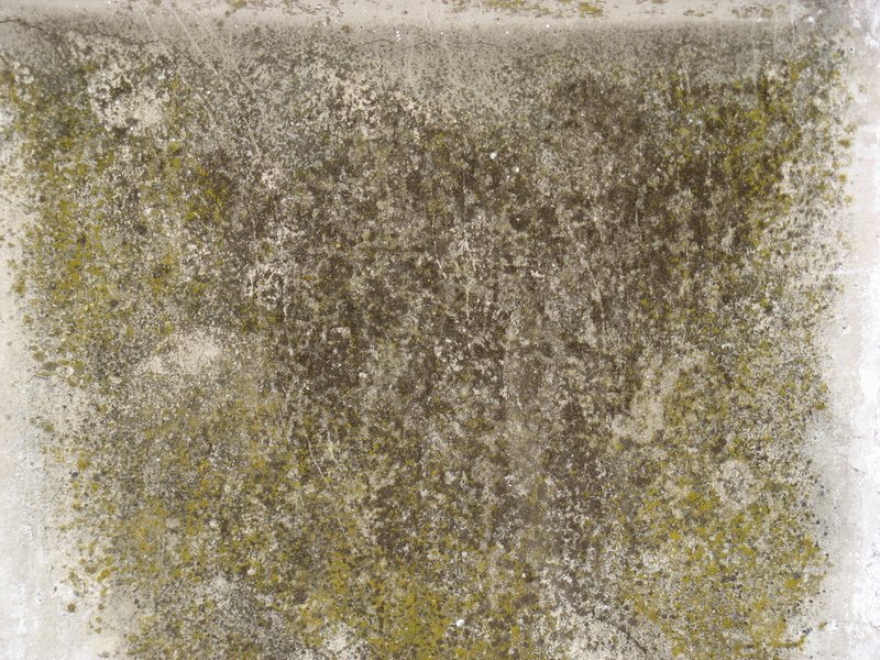 Бетонная стена с плесенью текстура