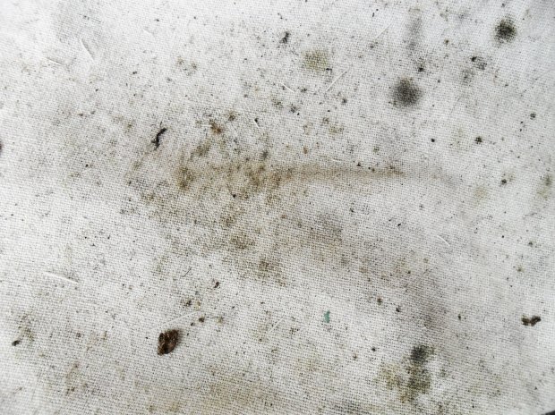 Плесень на стене текстура