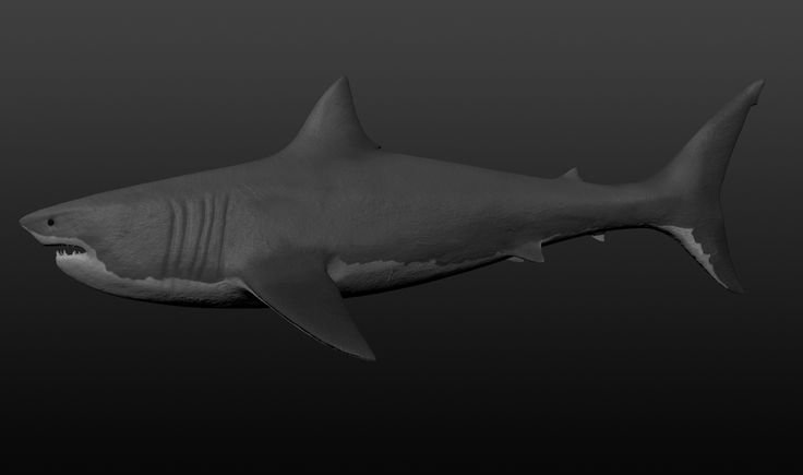 Белая акула сбоку