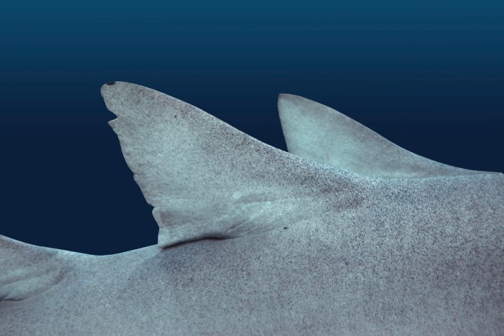 Плакоидная чешуя акулы