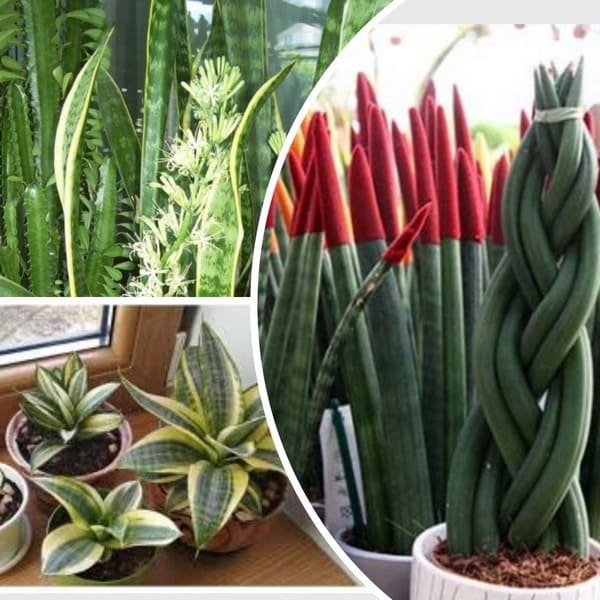 Сансевиерия Тещин язык