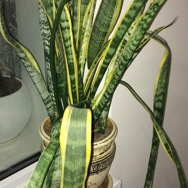 Тёщин язык цветок цветение