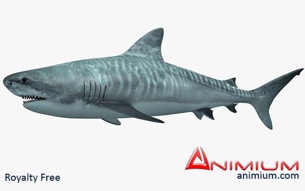 Текстура акулы