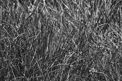 Трава черно белая