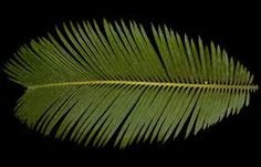 Лист пальмы