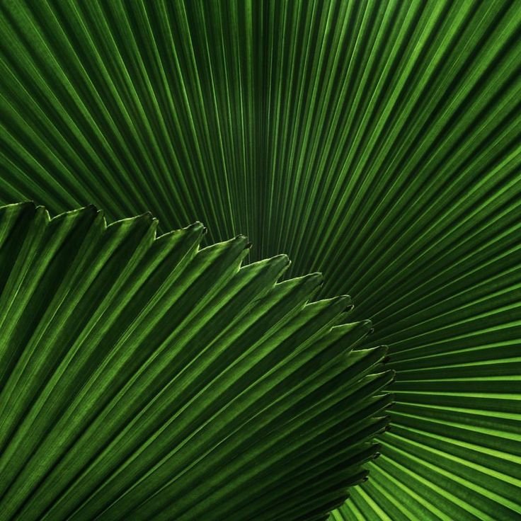 Тропические листья