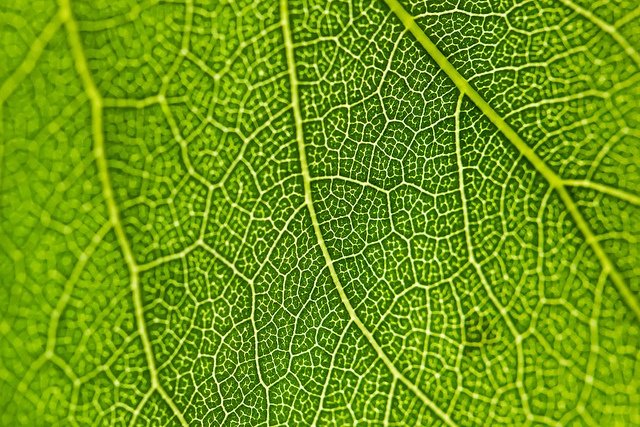 Текстура растительность