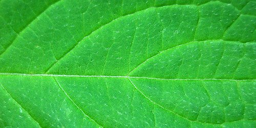Текстура листа растения