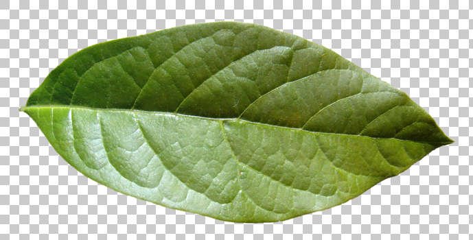 Лист яблони