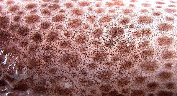 Кожа осьминога фактура