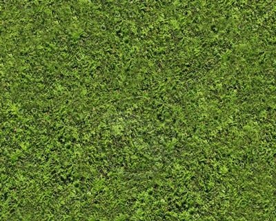 Туя текстура бесшовная