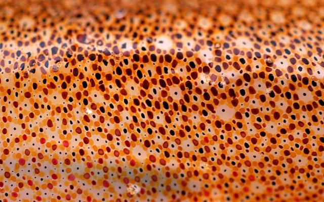 Кожа осьминога