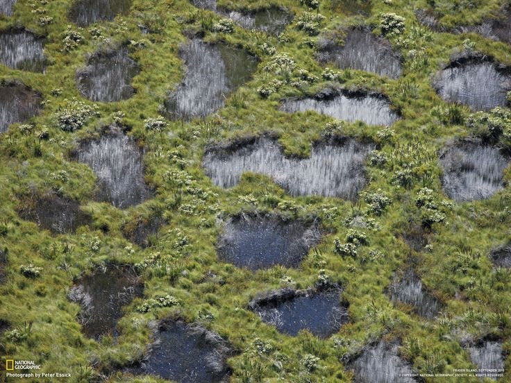 Текстура болота