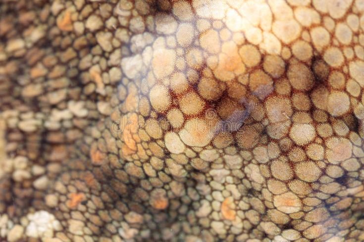 Кожа осьминога текстура