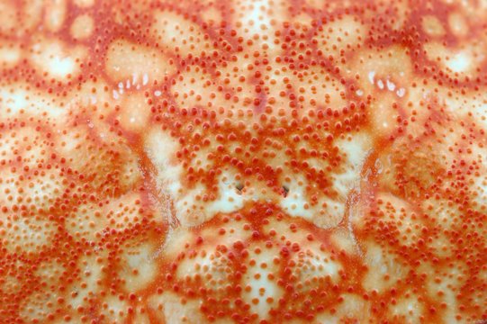 Текстура краба