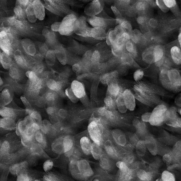 Отпечатки пальцев текстура