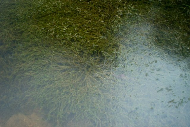 Серебряноборское Тростниковое болото