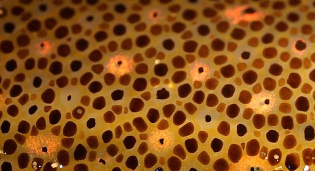 Хроматофоры осьминога