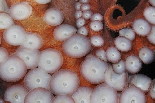 Кожа осьминога