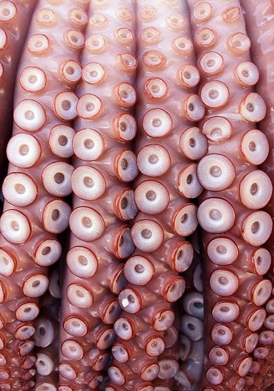 Щупальца осьминога