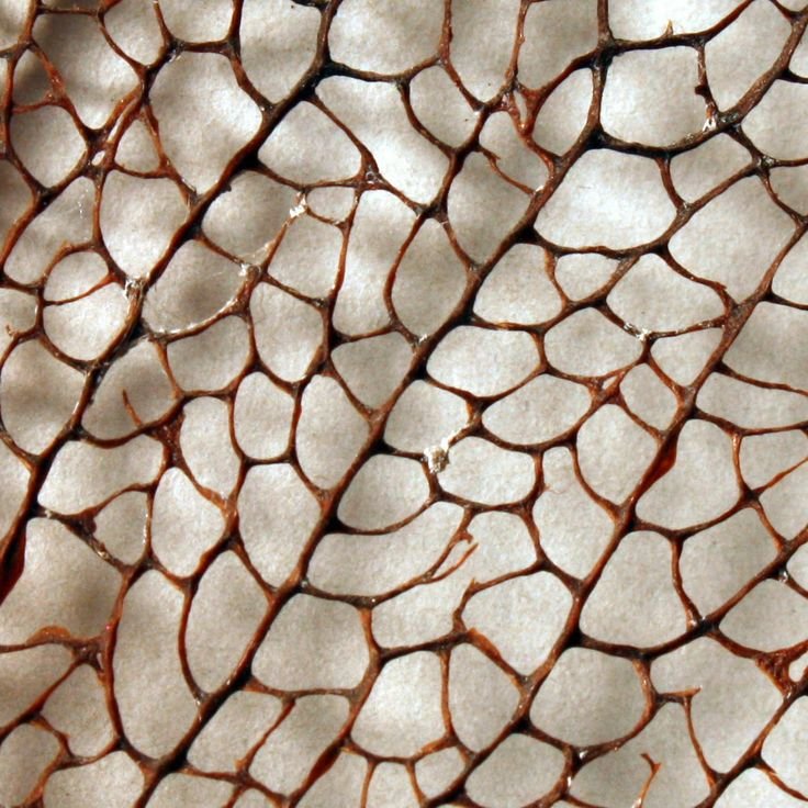 Текстура кожи