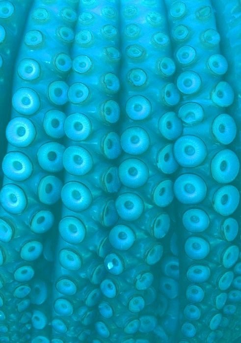 Присоски осьминога