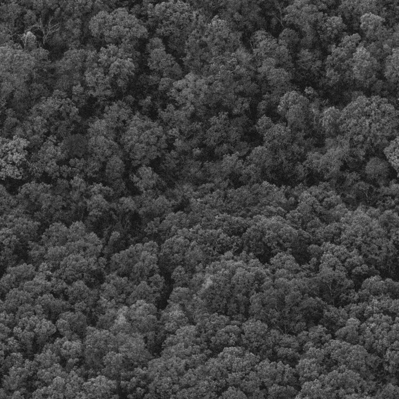 Текстура леса