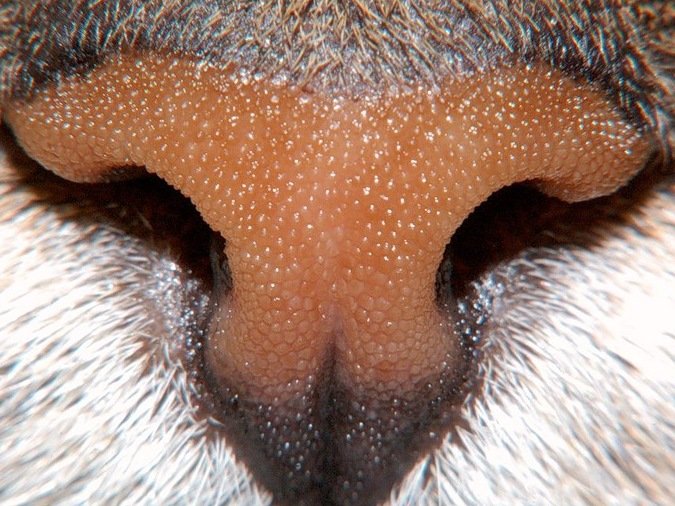 Носы животных