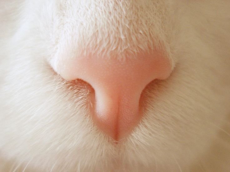 Нос кота