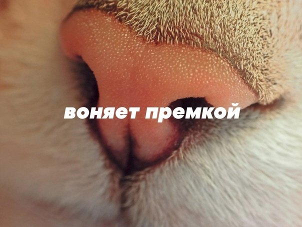 Кошачий носик