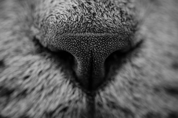 Нос кошки Макросъемка