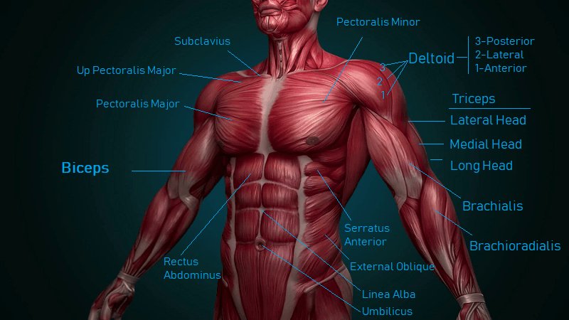 Мускулы человека
