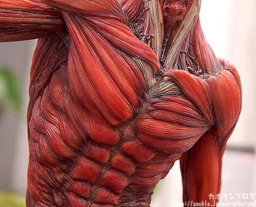 Мышцы фактура