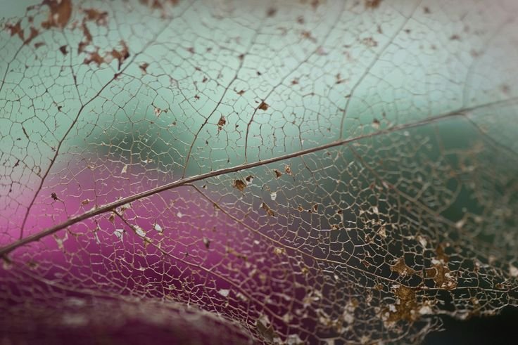 Листья макро