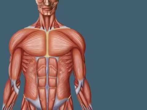 Мышечная ткань