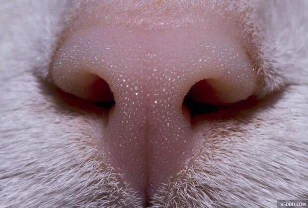 Кошачий нос