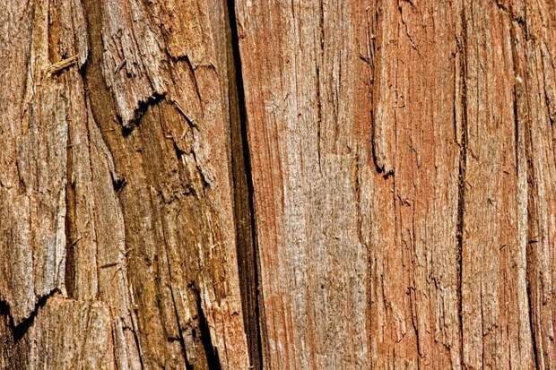 Эффект мокрого дерева