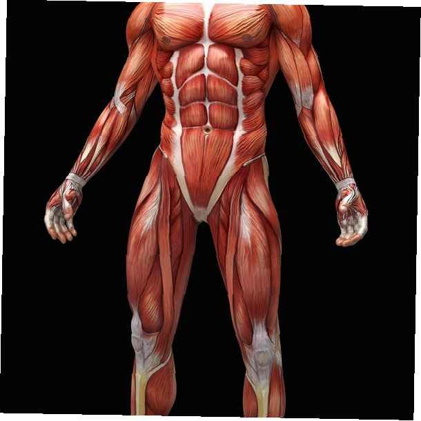 Мышечная система человека анатомия