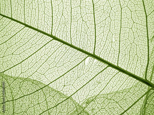 Лист с прожилками