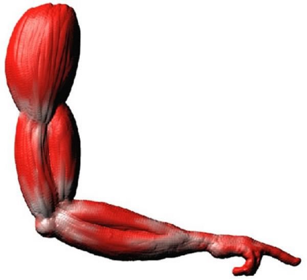 Текстура мышц