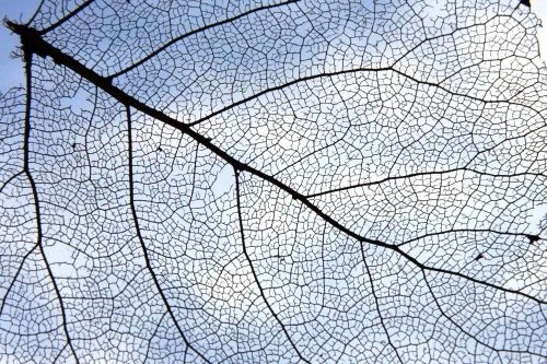 Прозрачные листья