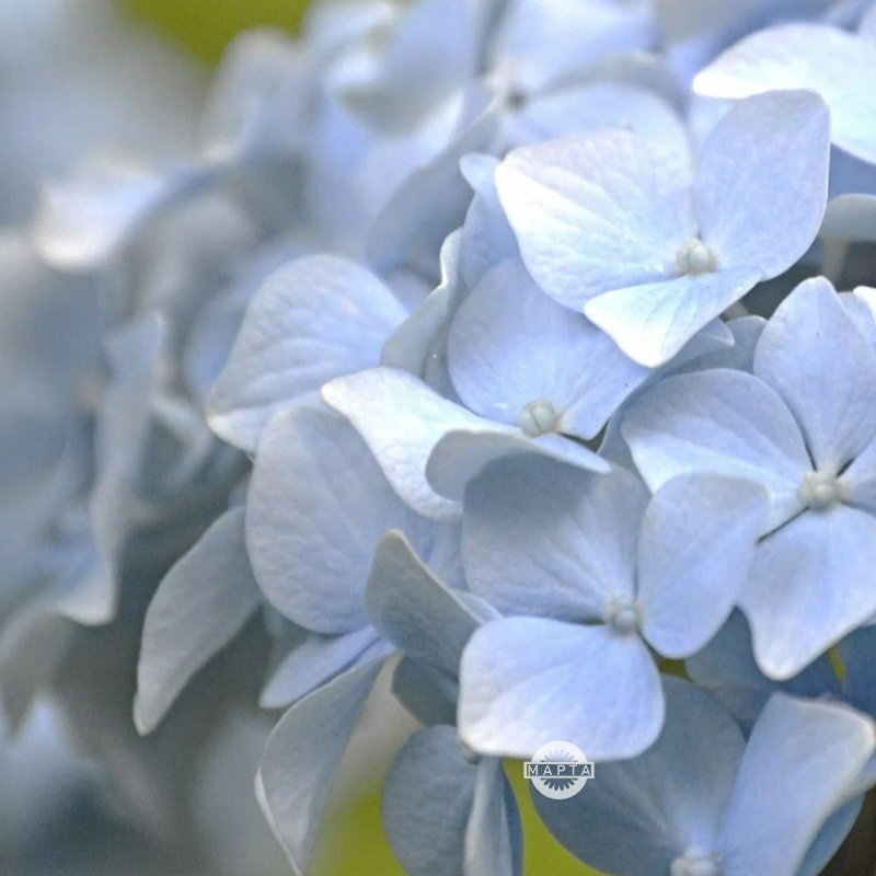 Гортензия пепельная