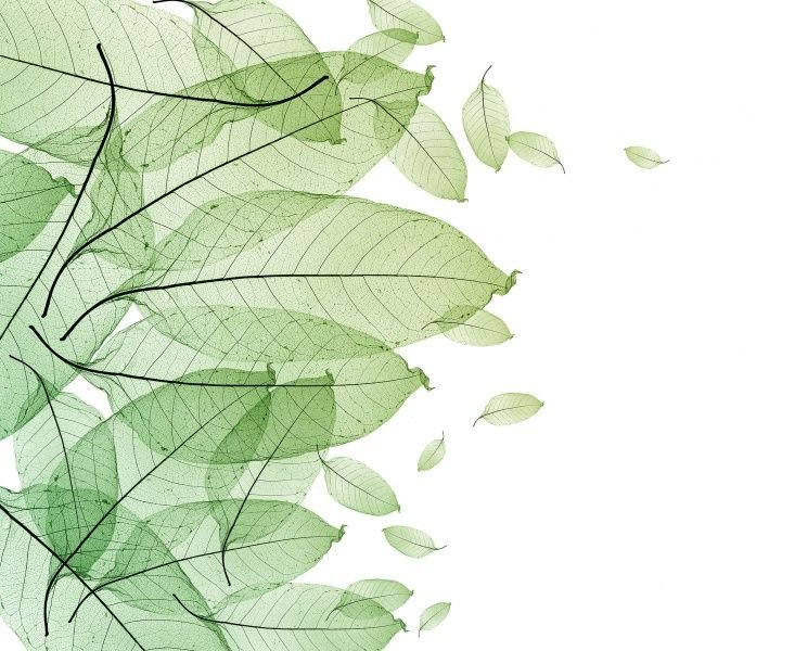 Листья акварель