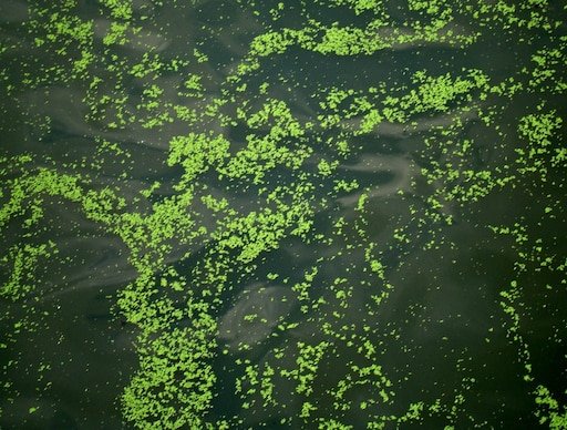 Ряска Болотная