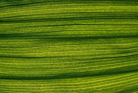 Текстура стебля