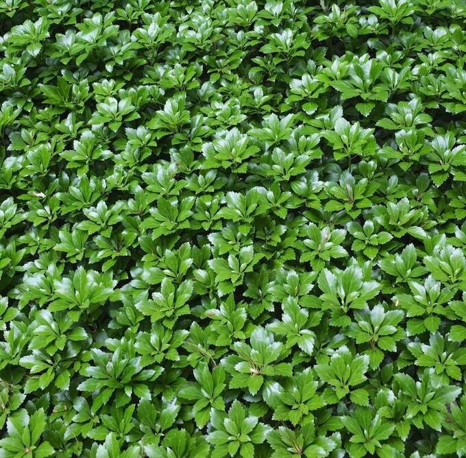 Пахизандра верхушечная Green Carpet