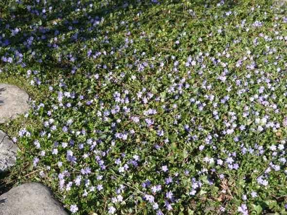 Вероника нитевидная газон